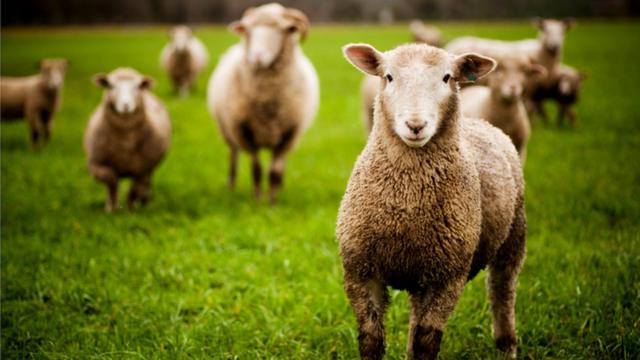 Стихи про овец, баранов, овечку, барашка — Стихи, картинки и любовь
