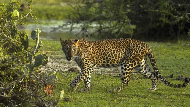 金錢豹（ヒョウ） 金錢豹漫步街頭民眾窮追拍照| 即时| 国际| 2024-09-02 \u2013 光明日报