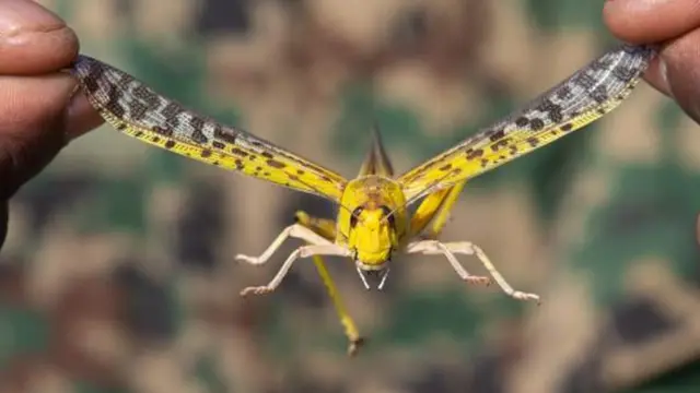 Mu kwezi kwa kabiri nibwo inzige ziheruka gutera muri Uganda