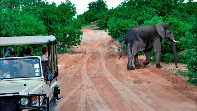 ఏనుగులు