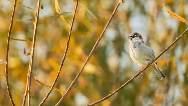 عصفور المنزل الدُّوري