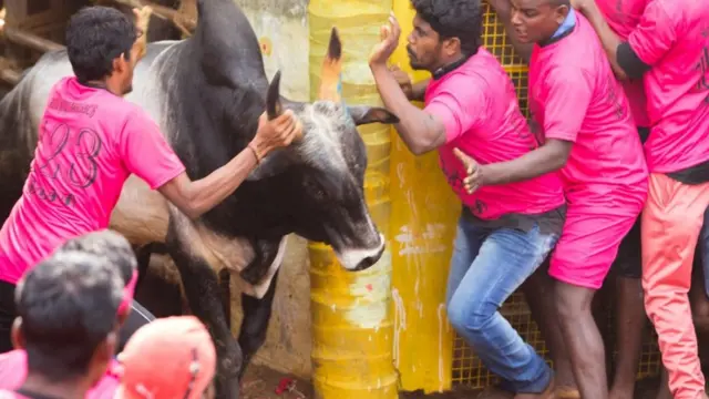 ஜல்லிக்கட்டு