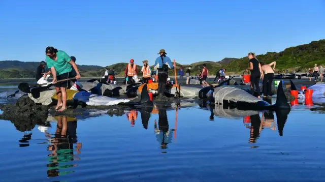 நியூசிலாந்து கடற்கரையில் செத்து மடிந்த நூற்றுக்கணக்கான திமிங்கலங்கள் (புகைப்படத் தொகுப்பு)