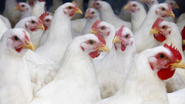 Chicken catchers win claim against Maidstone gangmaster - BBC News