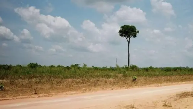 estradadicas de apostas no futebolterra ao ladodicas de apostas no futebolfloresta desmatada, com uma única árvore