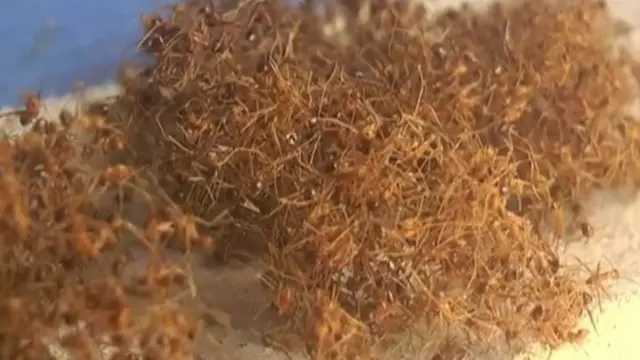 ఇసకలపేట