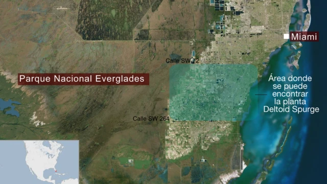 Área donde se puede encontrar la planta Deltoid Spurge