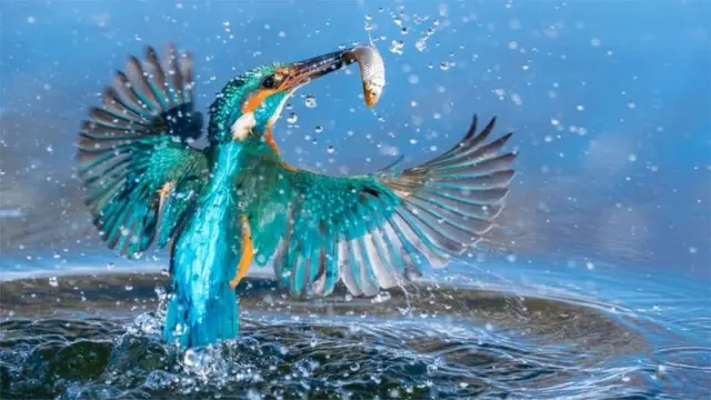 तोंडात मासा पकडलेल्या पक्षी