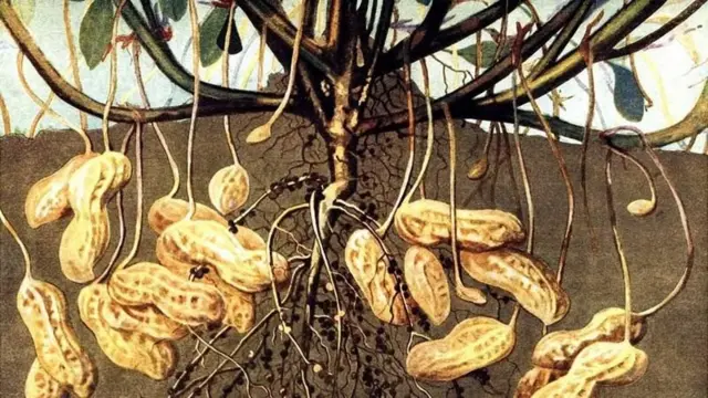 મગફળીમાં આ વર્ષે મૂંડા કેમ આવી રહ્યા છે