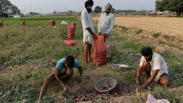 ফসল বাঁচাতে রাতে ক্ষেত পাহারা দিতে হচ্ছে পেঁয়াজ চাষীদের। এখানে চন্ডিগরের এক ক্ষেত থেকে পেঁয়াজ তোলা হচ্ছে।