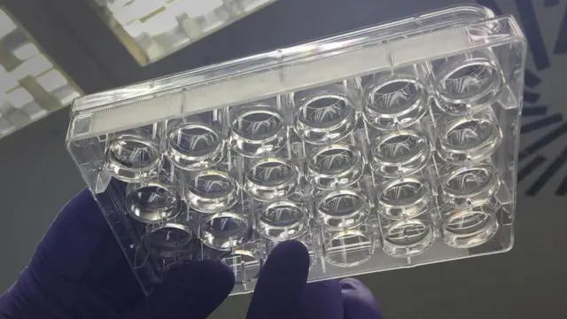 लैब में ब्रेन सेल