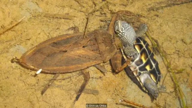 A giant waterbug tackles a terrapin (Credit: Shin-ya Ohba)
