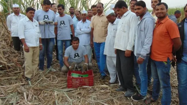 ऊसतोडणीच्या काळात सापडलेल्या बछड्यांसोबत डॉ. अजय देशमुख