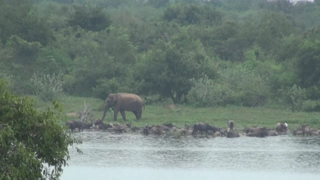 උඩවලව ජාතික උද්‍යානය