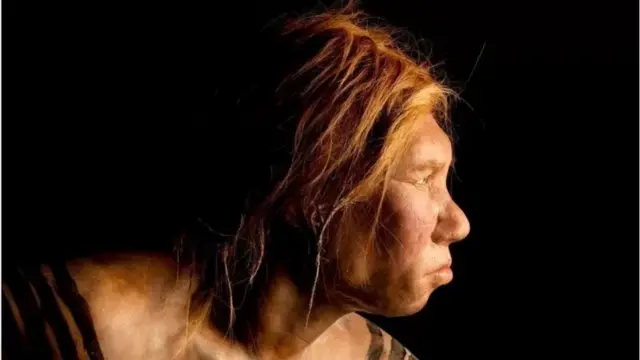 L'étendue de la différence entre les hommes et les femmes chez les Néandertaliens reste incertaine.