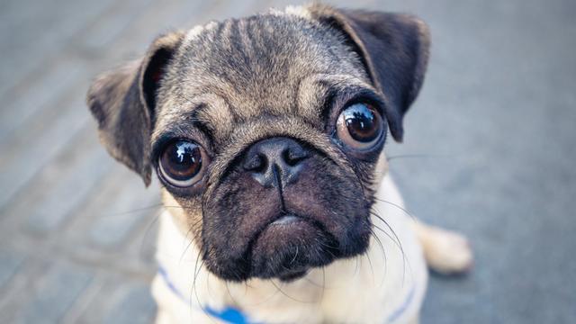 Down syndrome dog store pug