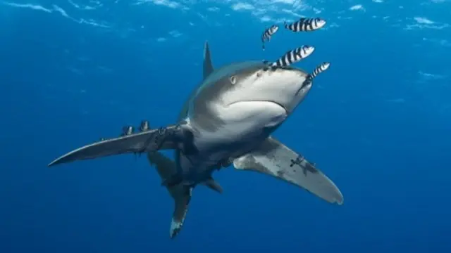 Tiburón y peces en el océano