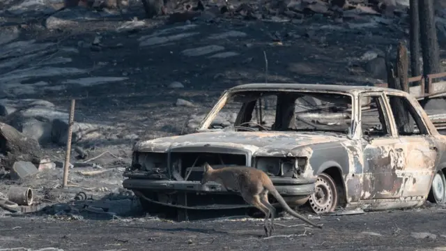 ஆஸ்திரேலியா காட்டுத்தீ: 50 கோடி விலங்குகள் உயிரிழந்ததா?