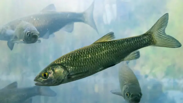 Peces de agua dulce