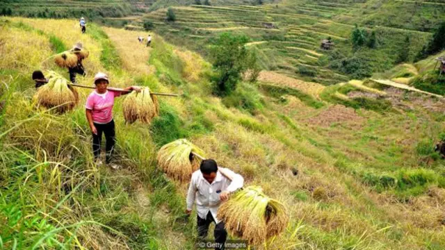So với những loại cây trồng khác, trồng lúa gạo đòi hỏi sự hợp tác lớn hơn trong phạm vi một cộng đồng do hệ thống tưới là phức tạp và qua nhiều cánh đồng.