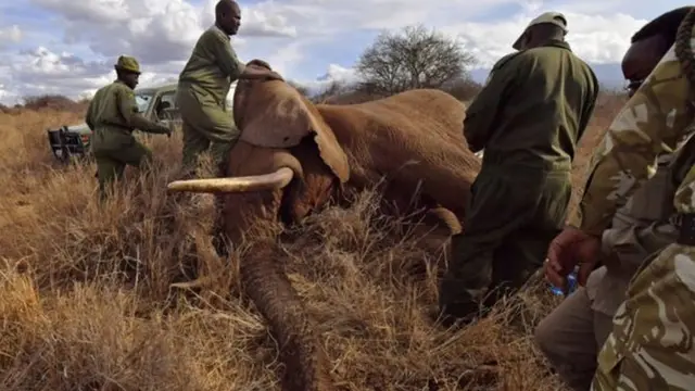 فيل تحت تأثير المخدر