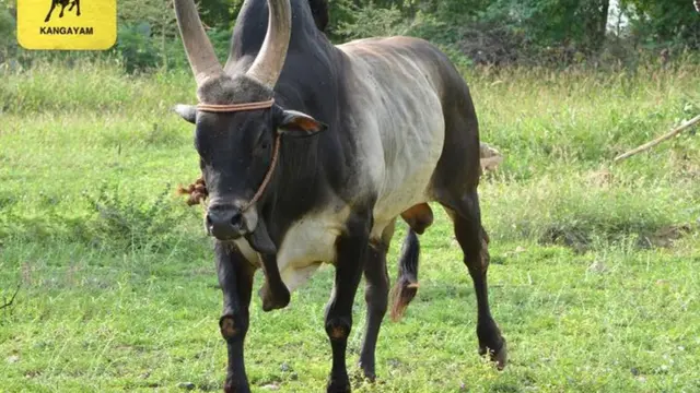 நாட்டு ரக காளை