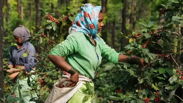 India's coffee production jumped after liberalisation in the 1990s