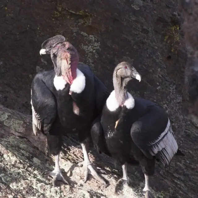 Un cóndor macho junto a un cóndor hembra
