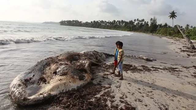 paus di pulau bintan