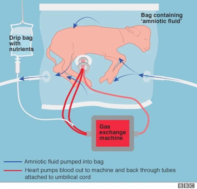 graphic of lamb in the biobag