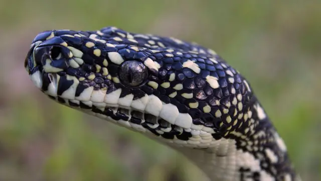 மலைப்பாம்பு