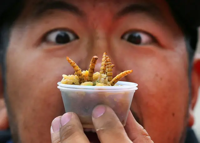 పురుగుల ఆహారం