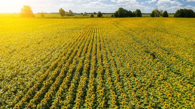 مزارع عباد الشمس