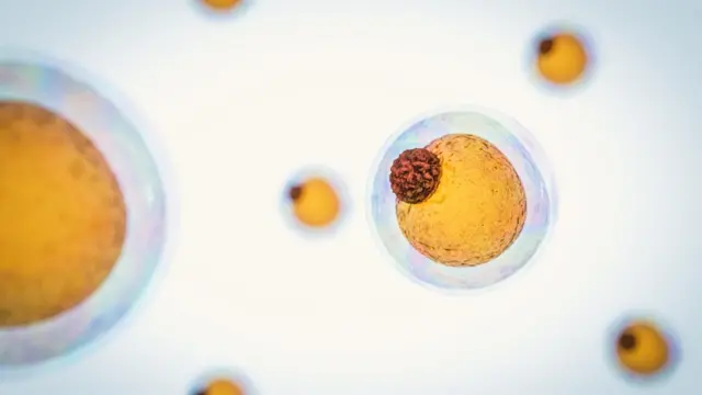 Клетки белого жира