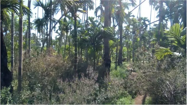 सुपारी बाग