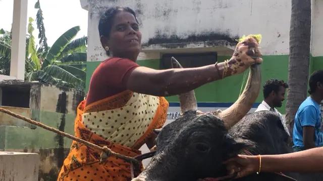 जल्लीकट्टु का बैल