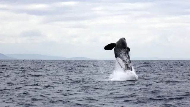 Orcas saltando no oceano