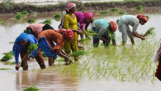 پاکستان، زراعت