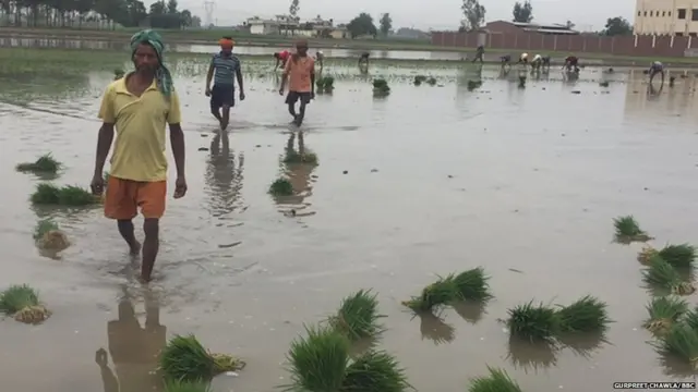 FARMERS GURDASPUR, LABOR, PADDY