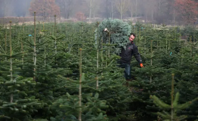 شجرة عيد الميلاد