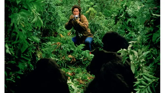 فيلم غوريلا في الضباب