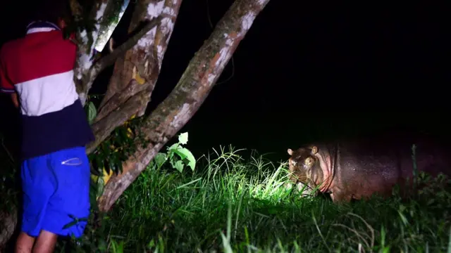 Кормление гиппопотама