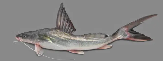 আইড় মাছ