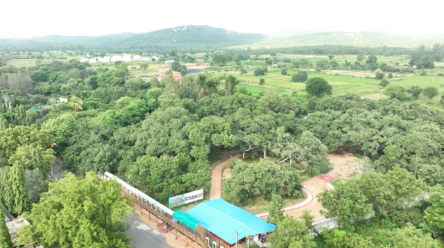 పిల్లల మర్రి