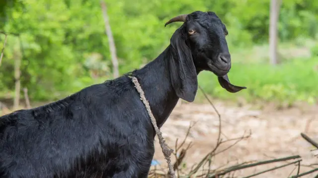 ஆடு, மாடுகளை குறிவைத்து கடிக்கும் தெருநாய்கள் – அரசிடம் கொந்தளிக்கும் கால்நடை விவசாயிகள்