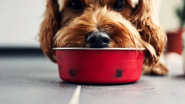 Собака с мордой в миске