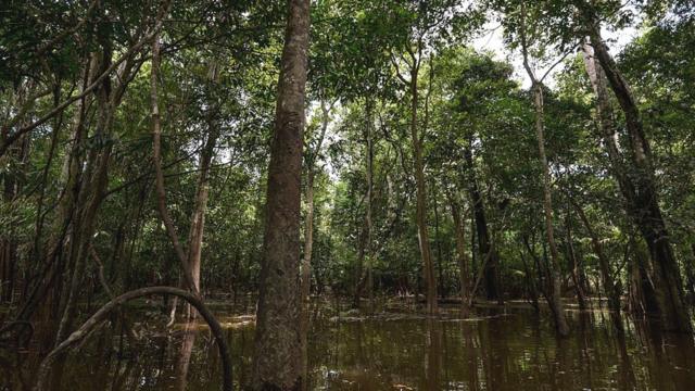 Amazon'daki yağmur mevsiminde orman içinde hareket etmek zorlaşıyor