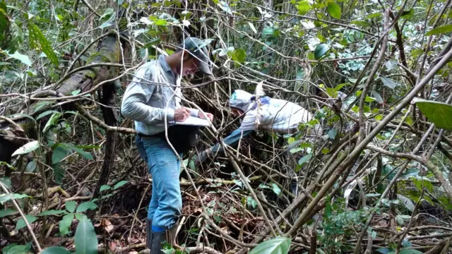 Enquanto uma pessoa mede diâmetro da árvore para fazer estimativacassino com bonus no cadastrosua biomassa e carbono, Fernando trabalhacassino com bonus no cadastroseu inventário