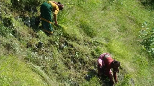 घास खाटती महिलाएं