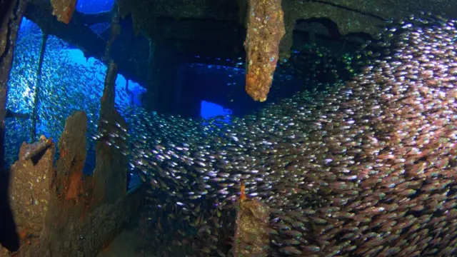 Restos del buque alemán Chrisoula K en el Mar Rojo son un hogar para cardúmenes de peces. Foto: Jordi Benitez